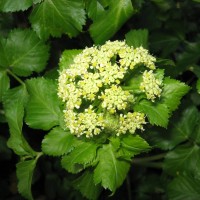 Alexanders